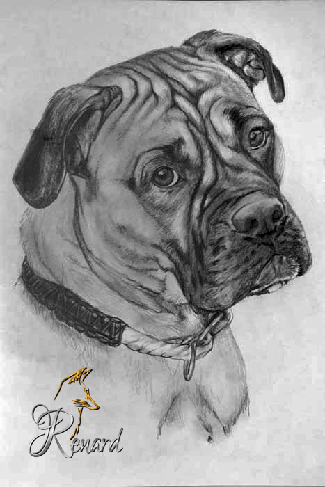 Bleistiftzeichnung Boxer