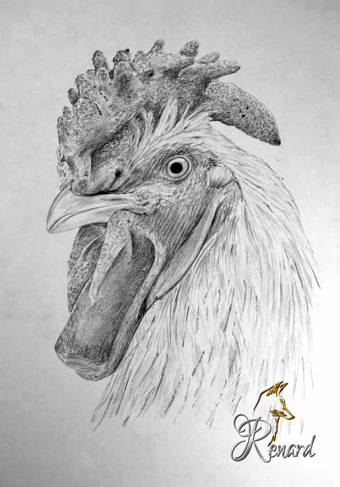 Bleistiftzeichnung Hahn