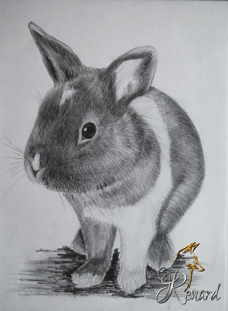 Bleistiftzeichnung Hase