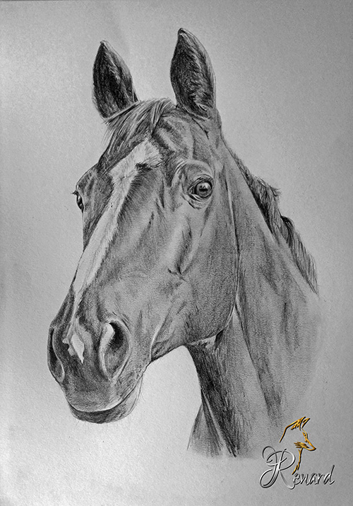 Bleistiftzeichnung Pferd