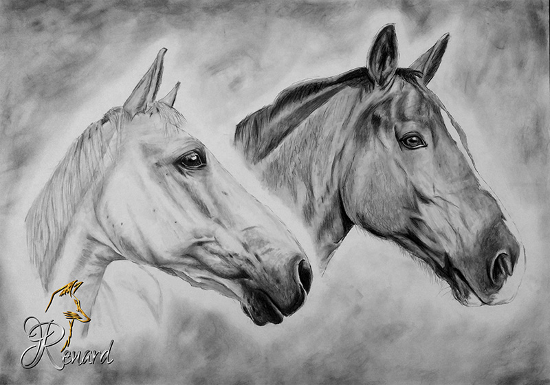 Kohlezeichnung Pferde-Doppelportrait
