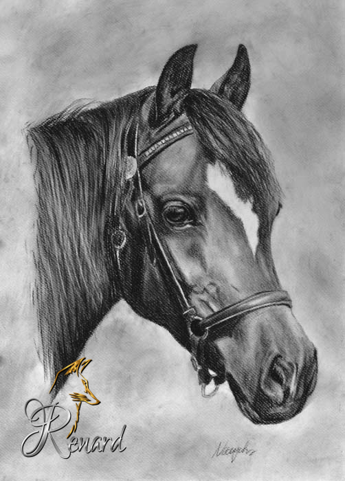 Kohlezeichnung Welsh Pony Baroness